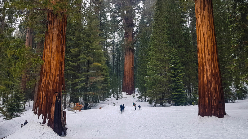 sequoia-national-park